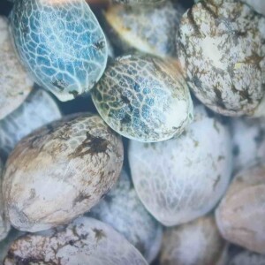 CBD Wheelchair Cannabis Seeds 