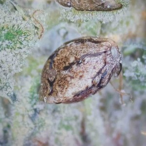 CBD Wheelchair Cannabis Seeds 