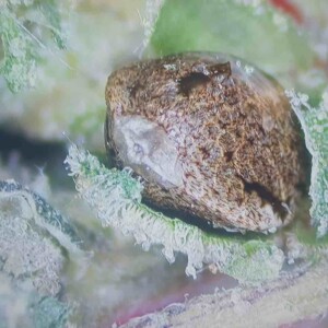 CBD Wheelchair Cannabis Seeds 